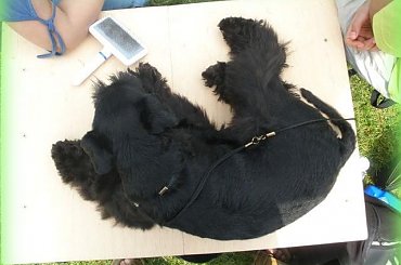 #champion #pies #sznaucer #wystawy