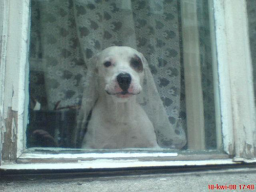 robione ad hoc #pies #okno #kundelek #mieszaniec #warszawa