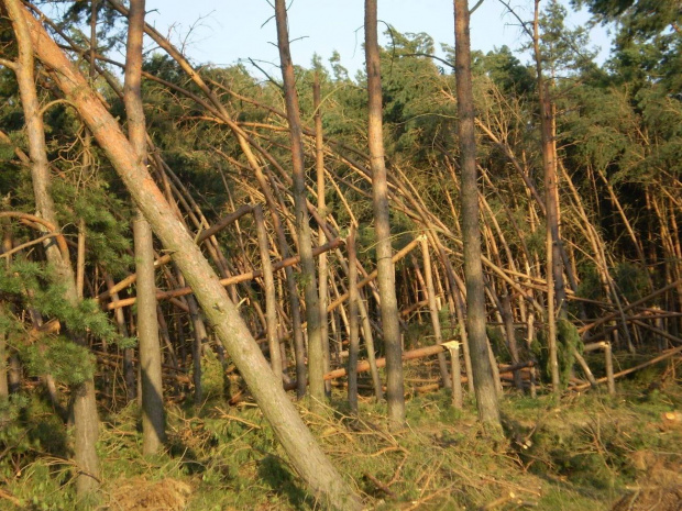 Między Piaskami Wielkopolskimi a Smogorzewem