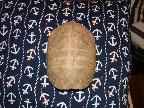 turtle shelll #zolwik