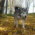 jesiennie.. #psy #pies