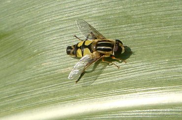 relex.. ;D #owad #bzyk #makro