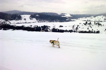 #Homer #labrador #pies #zdjęcia #galeria