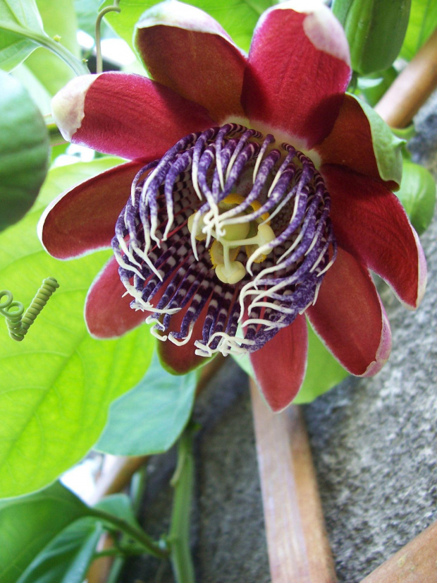 Passiflora alata