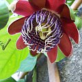 Passiflora alata