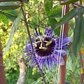 Passiflora purple haze