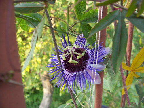 Passiflora purple haze