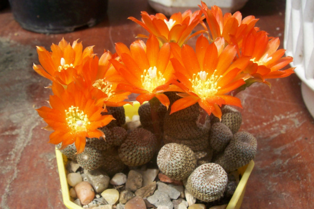 Rebutia heliosa