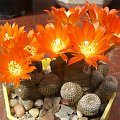 Rebutia heliosa