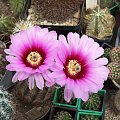 Echinocereus pectinatus