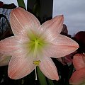 hippeastrum