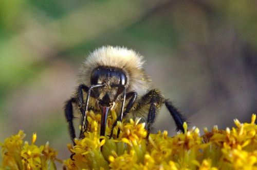 #pszczoła #owad #makro