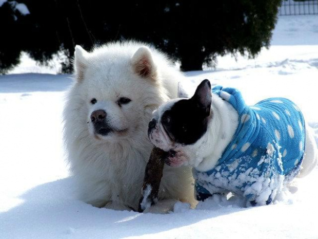 #SamoyedBuldogBuldożekSamojed