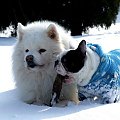 #SamoyedBuldogBuldożekSamojed