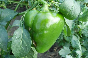 Papryka #ogród #natura #rosliny #kwiatki #roslinność #roslinnosc #macro #piękno #działka #dojrzewanie #rozkwit #lato #wiosna #ciepło #owoce #drzewka #ogrod #zbiory #plony #OwoceNatury #wieś #wioska #ogródek #ogórek #ogór #woda