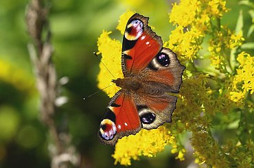 Rusałka pawik _( Inachis io) #RusałkaPawik