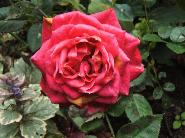 #kwiat #kwiaty #ogród #rosa #rośliny #róża #RóżaMiniatura #róże