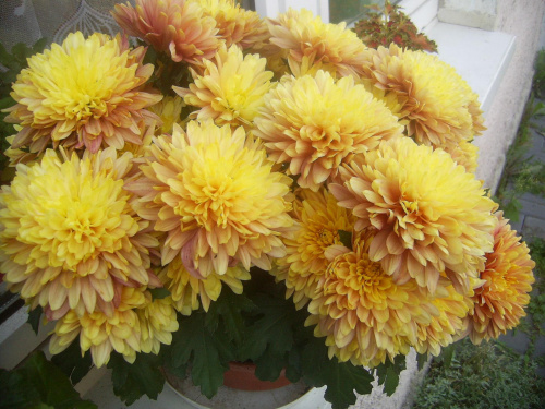 żółte kwiatki 19 września