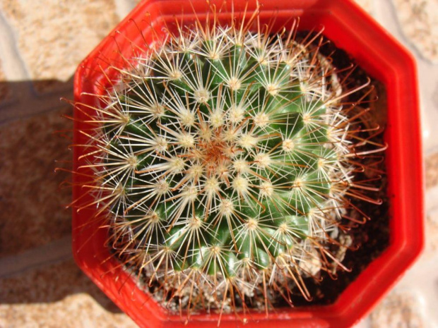 Mammillaria