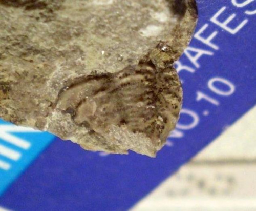 Część pygidium trylobita ; może to być rzadki trylobit Cybele sp. Długość okazu - 1 cm . Wiek : dolny ordowik . Data znalezienia : 2003 .