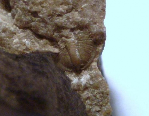Pygidium trylobita . Długość okazu - 0,5 cm . Wiek - ? Data znalezienia : 2005 .