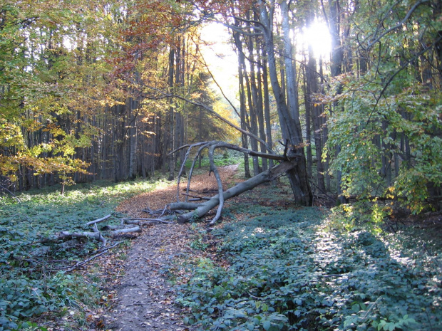 Bukowych liści zlotym szlakiem #Góry #Bieszczady