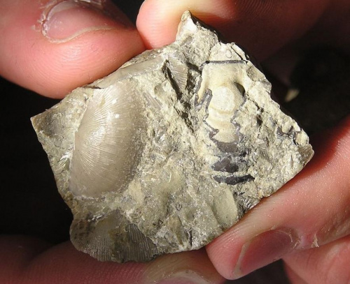 Fragment trylobita z ramienionogiem Protochonetes sp. Długość ramienionoga - 2,2 cm, długość części trylobita – 2 cm . Wiek dla Protochonetes sp. – sylur ( wenlok – ludlow ) . Data znalezienia : 2002 .