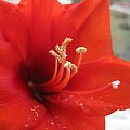 Czerwone hippeastrum