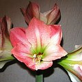 Hippeastrum Apple Blossom