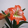 Hippeastrum