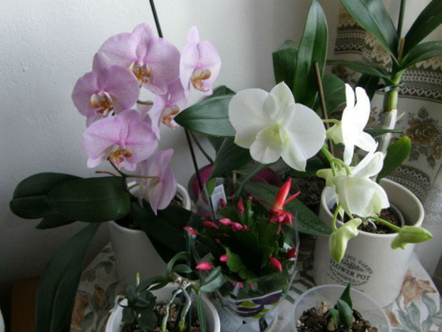 #hipeastrum #phalenopsis