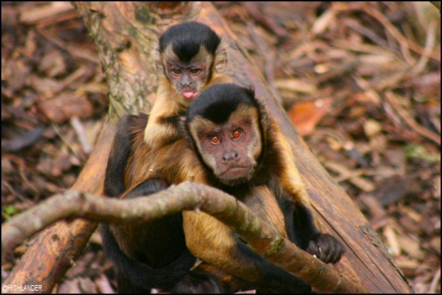Kapucynka czubata (Cebus apella), płaksa gatunek małpy szerokonosej z rodziny płaksowatych.
Występowanie: tropikalne lasy Ameryki Południowej, od Kolumbii i Wenezueli do Paragwaju i północnej Argentyny. Zasiedla lasy różnych typów. Jest najbardziej roz...
