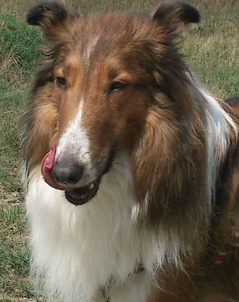 collie