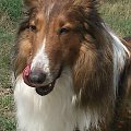 collie