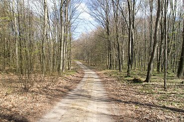Dookoła Jezioraka 1 Maja 2013 #Iława #Jeziorak #jezioro #las #rower