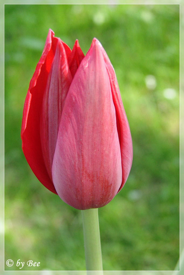 #kwiaty #ogród #tulipany #wiosna