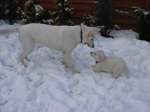 #BiałyOwczarekSzwajcarski #psy #pies #RasyPsów #HodowlePsów #szczenięta #szczeniaki