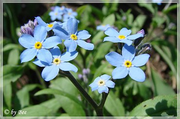 " Niezapominajki
to są kwiatki z bajki!
Rosną nad potoczkiem,
patrzą rybim oczkiem...." #kwiaty #niezapominajki #ogród #wiosna