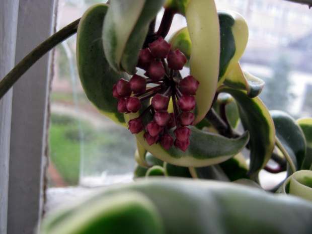 Hoya compacta regalis #hoya #compacta #regalis