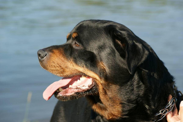 #rottweiler