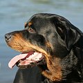 #rottweiler