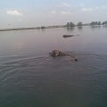 nad wodą #barko #pies