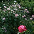 Abraham dArby #kwiaty #lato #róże