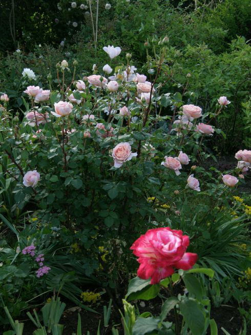 Abraham dArby #kwiaty #lato #róże