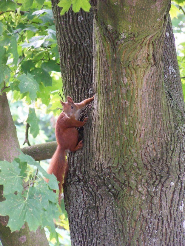oburzona fotką #Wiewiórka #drzewo #CzerwińskNWisłą