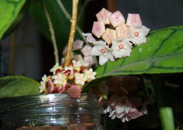 Hoya callistophylla & sheperdii