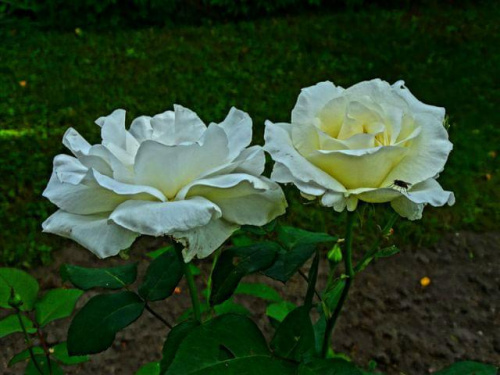 róża z muszką