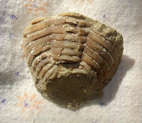Pygidium trylobita Chasmops sp. Długość okazu - 2,4 cm . Wiek : dolny ordowik - górny dewon . Data znalezienia - 2006 . Miejsce znalezienia : nasyp przywieziony z żwirowni Talary .