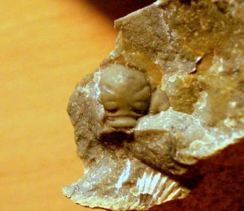 Jakiś trylobit z rodziny Acastidae . Długość okazu - 0,6 cm . Wiek - ? Data znalezienia : 2006 . Okazy nr 83a , 83b , 83c , 83d , 83e i 83f zostały znalezione w jednej skale.