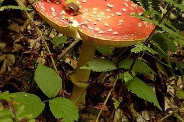 #las #grzyby #muchomor